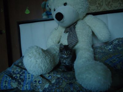 Лот: 12244281. Фото: 1. Пушистый котенок 3. Кошки, котята