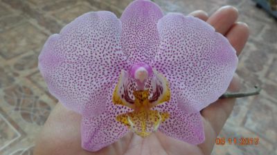 Лот: 10569763. Фото: 1. Орхидея Фаленопсис. Горшечные растения и комнатные цветы