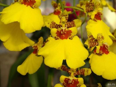 Лот: 12797306. Фото: 1. Орхидея онцидиум желтая. Горшечные растения и комнатные цветы