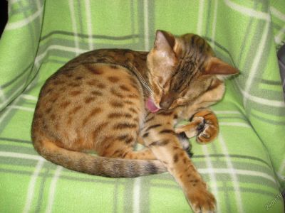 Лот: 5959928. Фото: 1. Кошка Бенгальская 2 года. Кошки, котята