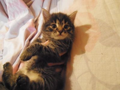 Лот: 3094520. Фото: 1. отдам кошечку 1.5 месяца. Кошки, котята