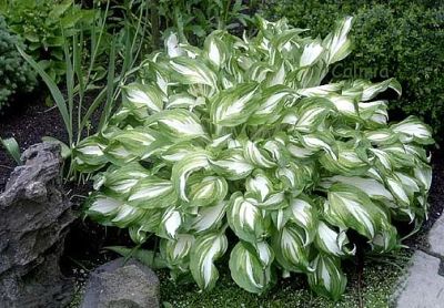Лот: 11156285. Фото: 1. Хоста Медиовариегата (Hosta Undulata... Садовые цветы