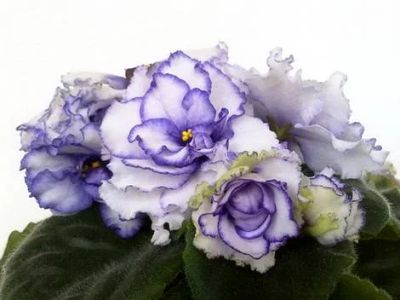 Лот: 9979364. Фото: 1. Сортовая фиалка Pet Tracey (Пет... Горшечные растения и комнатные цветы