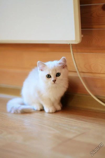 Лот: 4629654. Фото: 1. Британский котёнок (мальчик 3... Кошки, котята