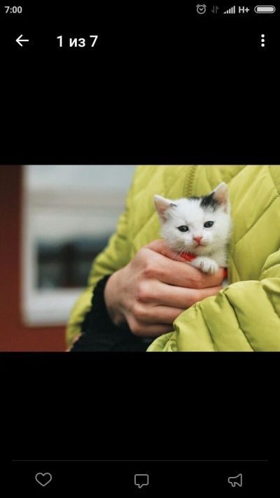 Лот: 11549202. Фото: 1. Котенок милашка 1 мес. Кошки, котята