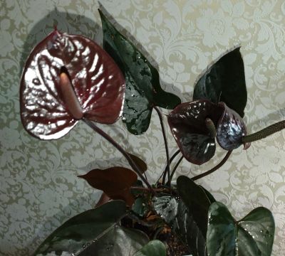 Лот: 19495147. Фото: 1. Антуриум Блэк Лав "Black Love... Горшечные растения и комнатные цветы