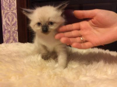 Лот: 9527239. Фото: 1. Котята, порода Невская-маскарадная. Кошки, котята