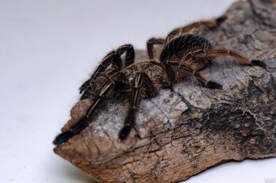 Лот: 12954087. Фото: 1. Паук птицеед Ephebopus murinus... Остальные животные