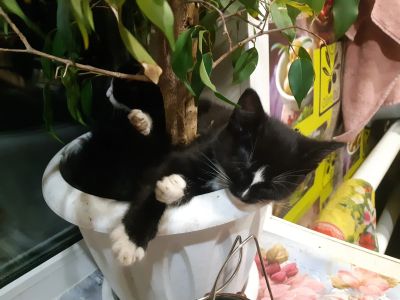 Лот: 15312971. Фото: 1. Котёнок. Кошки, котята