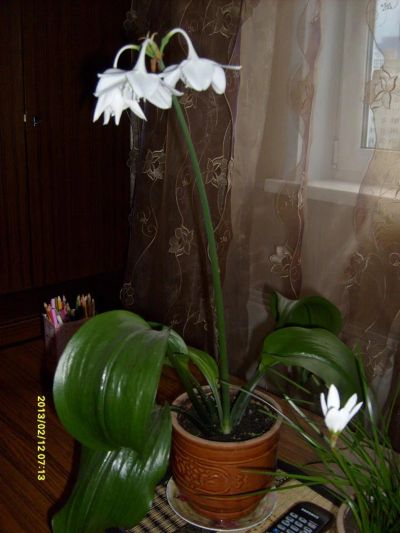 Лот: 3169314. Фото: 1. эухарис (амазонская лилия). Горшечные растения и комнатные цветы