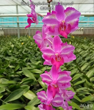 Лот: 17829676. Фото: 1. Орхидея Фаленопсис(247)Purple... Горшечные растения и комнатные цветы