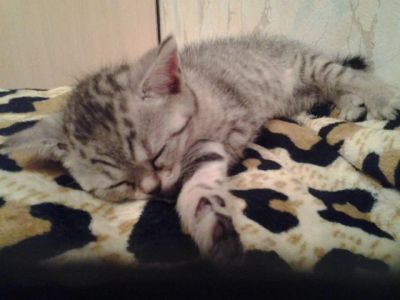 Лот: 6264103. Фото: 1. Шотландские,Британские котята. Кошки, котята