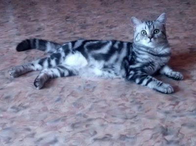 Лот: 11238007. Фото: 1. Британец ищет невесту. Вязка. Кошки, котята
