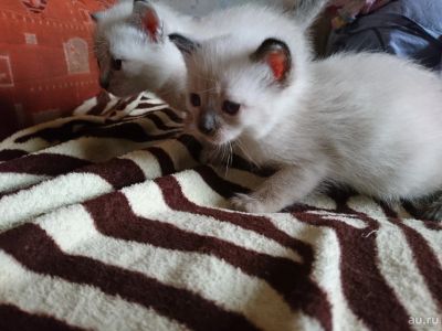 Лот: 9913188. Фото: 1. Котята. Кошки, котята