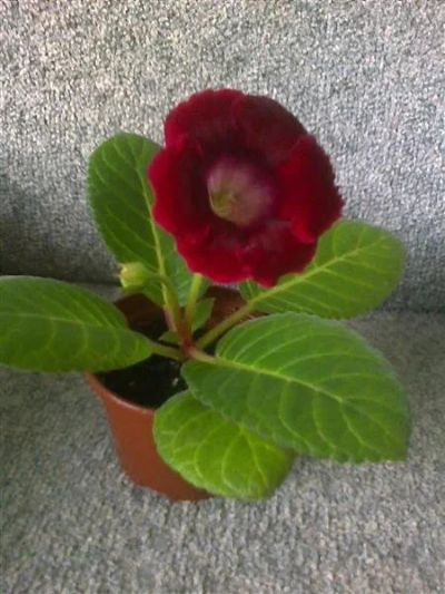 Лот: 948675. Фото: 1. Глоксиния Аванти винно-красная... Горшечные растения и комнатные цветы