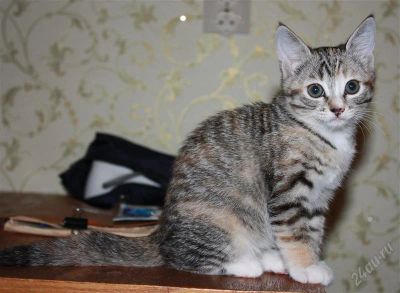 Лот: 1319861. Фото: 1. Отдам котёнка-девочку (возраст... Кошки, котята
