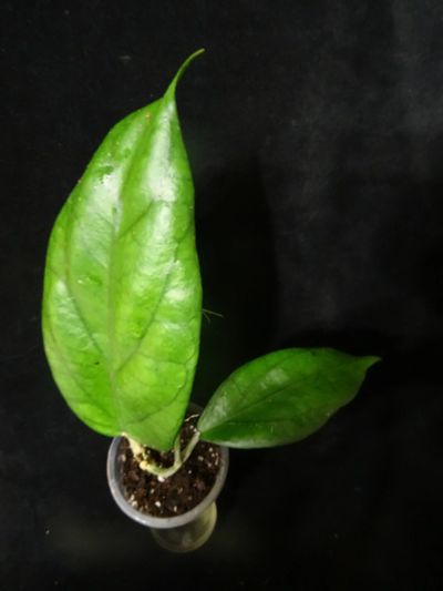 Лот: 16402110. Фото: 1. Хойя -Hoya 'Surisa' (MB 1280). Горшечные растения и комнатные цветы