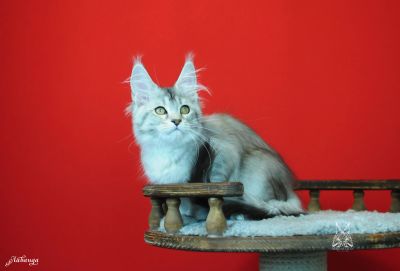 Лот: 15824470. Фото: 1. Шикарный котенок породы мейн кун. Кошки, котята
