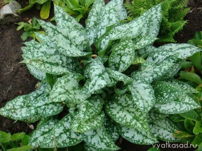 Лот: 7295159. Фото: 1. Медуница сахарная (Pulmonaria... Садовые цветы