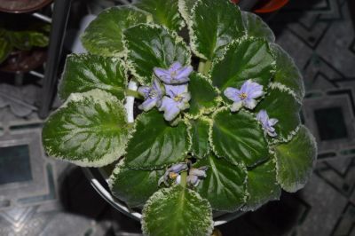 Лот: 3042125. Фото: 1. Фиалка сорта Frosty Frolic (продам... Горшечные растения и комнатные цветы