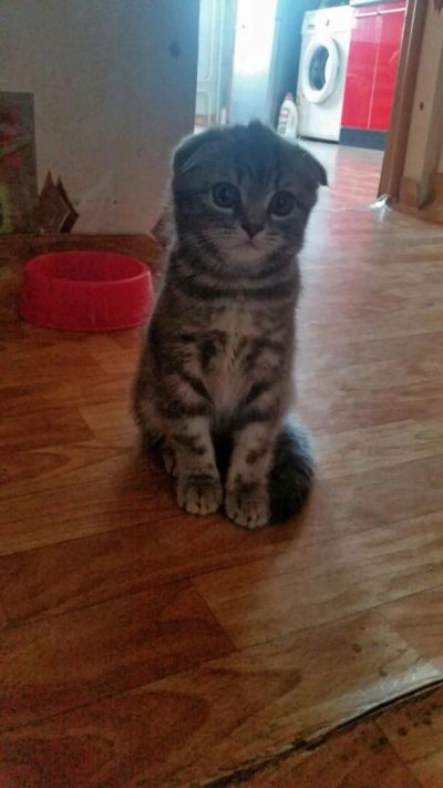 Лот: 7965441. Фото: 1. Продам шотландскую вислоухую кошечку. Кошки, котята