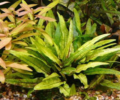 Лот: 5019052. Фото: 1. Криптокорина Вендта "Зелёный Геккон... Водные растения