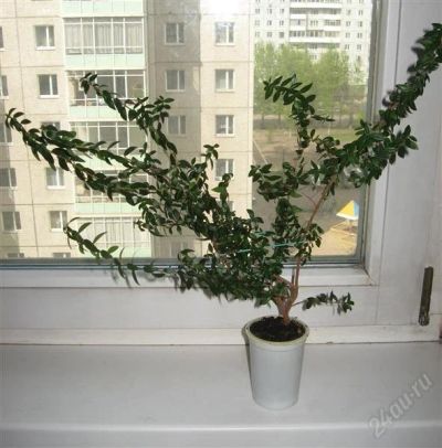 Лот: 2862494. Фото: 1. Мирт myrtus communis. Горшечные растения и комнатные цветы