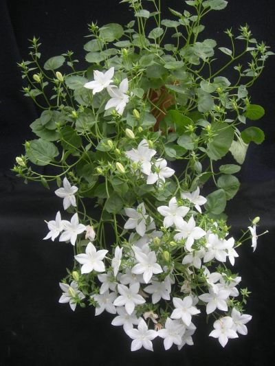 Лот: 2102415. Фото: 1. Кампанула белая Alba (Невеста... Горшечные растения и комнатные цветы