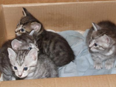 Лот: 4711571. Фото: 1. Пушистые друзья. Кошки, котята