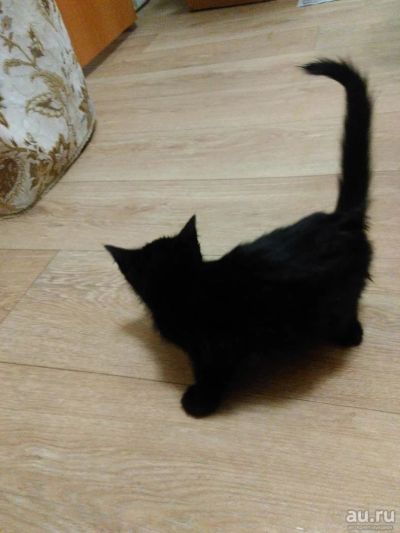 Лот: 8278665. Фото: 1. Хороший котик для хороших людей. Кошки, котята