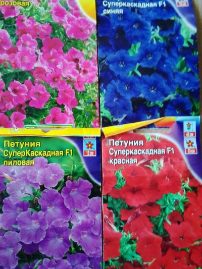 Лот: 5485863. Фото: 1. рассада петунии суперкаскадной. Другое (семена, рассада, садовые растения)