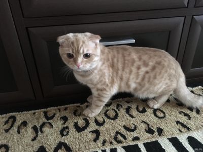 Лот: 13560845. Фото: 1. Котик шотландский вислоухий. Кошки, котята