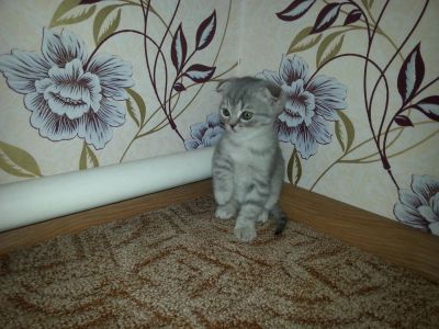 Лот: 5464597. Фото: 1. продам шотландского вислоухого... Кошки, котята