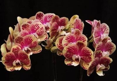 Лот: 25082983. Фото: 1. Орхидея фаленопсис "ОХБраво" азиатка... Горшечные растения и комнатные цветы