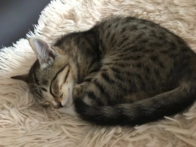 Лот: 12189596. Фото: 1. Отдам котёнка. Кошки, котята