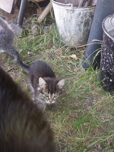 Лот: 8261111. Фото: 1. Котята. Кошки, котята