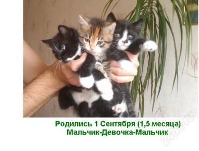 Лот: 1261736. Фото: 1. Котята в хорошие руки. Кошки, котята