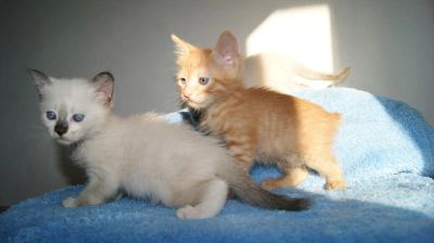 Лот: 4713959. Фото: 1. котята. Кошки, котята