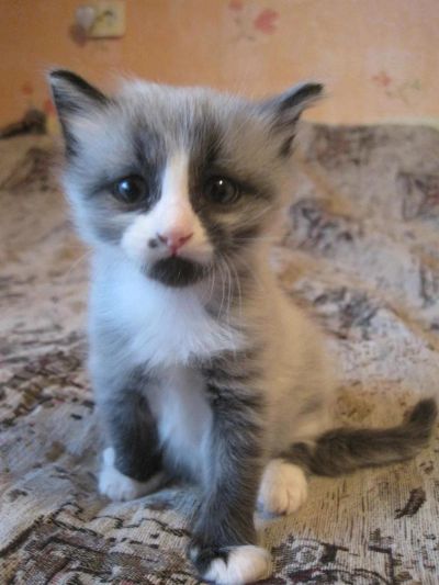 Лот: 3586064. Фото: 1. отдам котенка в хорошие руки. Кошки, котята