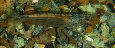 Лот: 354256. Фото: 1. Креветка Caridina japonica. Моллюски, ракообразные, кораллы