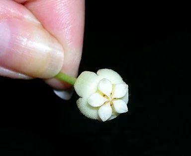 Лот: 3112718. Фото: 1. Hoya PACHYCLADA... укорененный... Горшечные растения и комнатные цветы