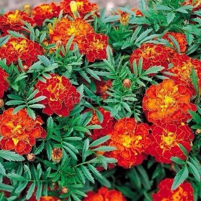 Лот: 17672367. Фото: 1. Бархатцы. Садовые цветы