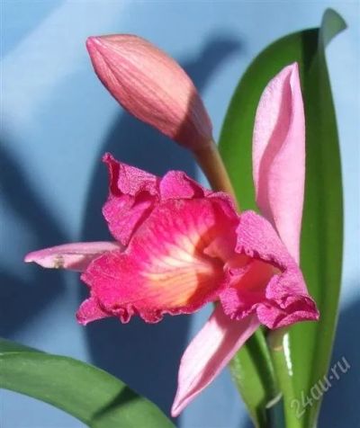 Лот: 2508802. Фото: 1. Орхидея Каттлея - расцветка 2. Горшечные растения и комнатные цветы