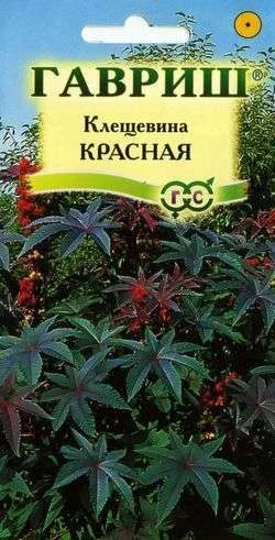 Лот: 11025121. Фото: 1. Клещевина Красная 5 шт. Садовые цветы