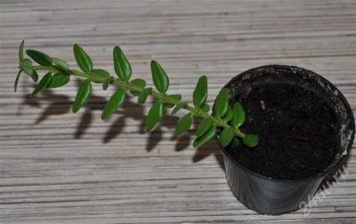 Лот: 542515. Фото: 1. Hoya ‘Wee Bella’ (укорененный... Горшечные растения и комнатные цветы