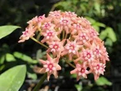 Лот: 16410311. Фото: 1. Хойя-Hoya Sp Co Xanh. Горшечные растения и комнатные цветы
