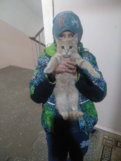 Лот: 14858135. Фото: 1. Котёнок. Кошки, котята