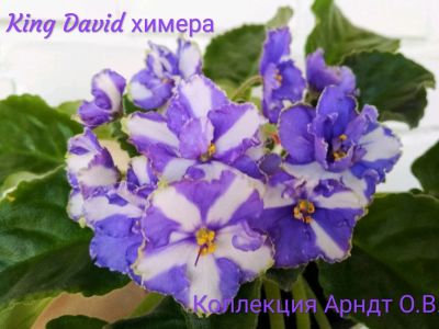 Лот: 12884490. Фото: 1. Фиалка химера King David, пасынок. Горшечные растения и комнатные цветы