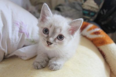 Лот: 4578660. Фото: 1. Милые котята. Кошки, котята