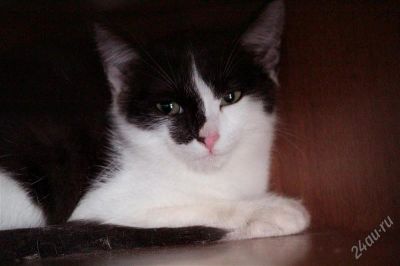 Лот: 2870781. Фото: 1. Кот. Кошки, котята